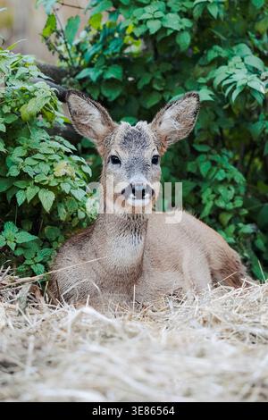 Jeune chevreuil reposant sur le foin dans la forêt, faune dans l'environnement naturel Banque D'Images