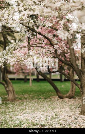 De délicates fleurs blanches de magnolia couvrent des branches d'arbres torsadées dans un parc calme, avec des fleurs roses douces et de l'herbe verte floue en arrière-plan, créati Banque D'Images