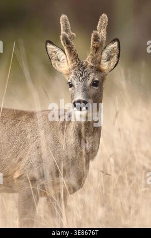 Portrait en gros plan d'un chevreuil debout dans l'herbe sèche du pré, alerte et face à l'appareil photo, avec des bois veloutés et un arrière-plan flou doux à l'intérieur Banque D'Images