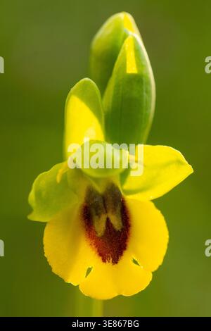 Gros plan d'une fleur de lutea d'Ophrys présentant des détails délicats et des couleurs vives. La photographie capture l'essence du printemps et met en évidence l'int Banque D'Images
