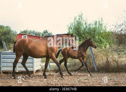 Vue de côté d'une jument brune et son poulain marchant ensemble à travers un paddock rustique, avec une clôture, des arbustes et un bâtiment de ferme rouge en arrière-plan sur an Banque D'Images