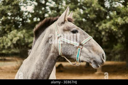 Portrait rapproché d'un cheval gris debout dans un champ sauvage avec des arbres moelleux derrière, capturant un esprit calme et libre et une atmosphère de campagne naturelle. Banque D'Images