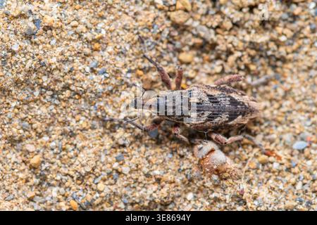 Gros plan macro d'un charançon moucheté reposant sur du sable grossier et de minuscules cailloux, montrant un camouflage naturel, un motif corporel détaillé et un terrain de plein air Banque D'Images