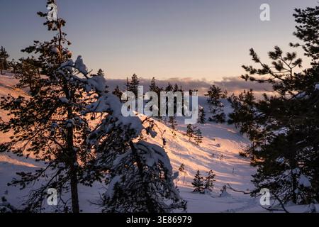 Forêt de pins enneigée sur les collines au lever du soleil en Finlande, avec une lumière dorée douce, de longues ombres et un ciel clair créant un hiver nordique calme w Banque D'Images