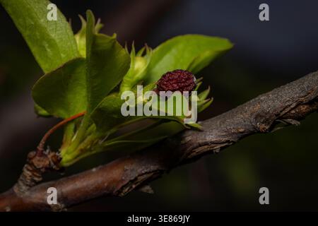 Développement de baies d'aubépine avec des feuilles vertes fraîches sur la branche, macro de croissance printanière montrant les jeunes fruits et l'écorce texturée à la lumière naturelle Banque D'Images