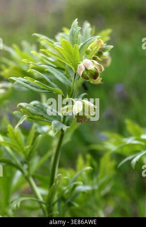 Hellebore de la vessie, Helleborus de la vessie ou Vesicarius hellebore, Helleborus vesicarius, Ranunculaceae. Syrie et Turquie, Asie. Banque D'Images