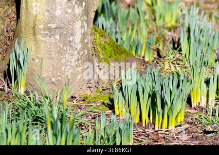 Jonquilles (narcisse), gros plan montrant la fleur de printemps couramment plantée alors qu'elle commence à pousser et à couvrir le sol d'une petite forêt. Banque D'Images