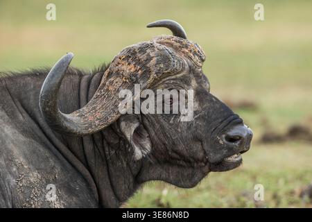 Gros plan d'un buffle du Cap (Syncerus caffer caffer) assis sur le sol dans le parc national Kruger Banque D'Images