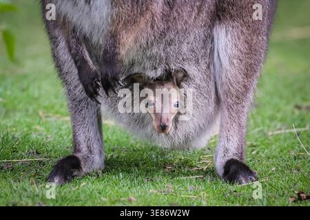Münster, Allemagne. 12 avril 2026. joey (Notamacropus rufogriseus), un petit wallaby de Bennett, jette un coup d'œil curieusement sur la poche de sa mère pour explorer ses environs à Allwetterzoo Münster aujourd'hui. Les wallabies de Bennett (également appelés wallaby à cou rouge) portent leurs bébés pendant 280 jours ou plus. Crédit : Imageplotter/Alamy Live News Banque D'Images
