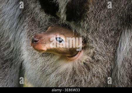 Münster, Allemagne. 12 avril 2026. joey (Notamacropus rufogriseus), un petit wallaby de Bennett, jette un coup d'œil curieusement sur la poche de sa mère pour explorer ses environs à Allwetterzoo Münster aujourd'hui. Les wallabies de Bennett (également appelés wallaby à cou rouge) portent leurs bébés pendant 280 jours ou plus. Crédit : Imageplotter/Alamy Live News Banque D'Images