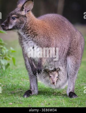 Münster, Allemagne. 12 avril 2026. joey (Notamacropus rufogriseus), un petit wallaby de Bennett, jette un coup d'œil curieusement sur la poche de sa mère pour explorer ses environs à Allwetterzoo Münster aujourd'hui. Les wallabies de Bennett (également appelés wallaby à cou rouge) portent leurs bébés pendant 280 jours ou plus. Crédit : Imageplotter/Alamy Live News Banque D'Images