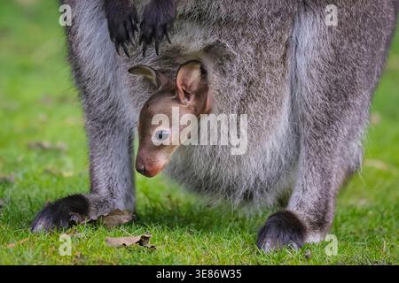 Münster, Allemagne. 12 avril 2026. joey (Notamacropus rufogriseus), un petit wallaby de Bennett, jette un coup d'œil curieusement sur la poche de sa mère pour explorer ses environs à Allwetterzoo Münster aujourd'hui. Les wallabies de Bennett (également appelés wallaby à cou rouge) portent leurs bébés pendant 280 jours ou plus. Crédit : Imageplotter/Alamy Live News Banque D'Images