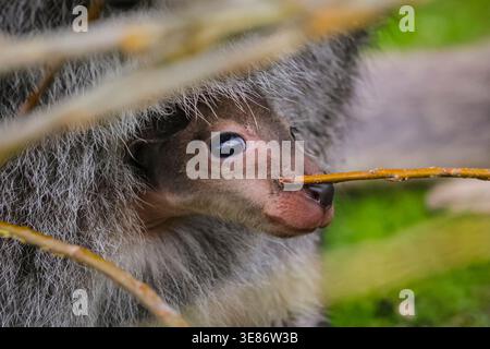 Münster, Allemagne. 12 avril 2026. joey (Notamacropus rufogriseus), un petit wallaby de Bennett, jette un coup d'œil curieusement sur la poche de sa mère pour explorer ses environs à Allwetterzoo Münster aujourd'hui. Les wallabies de Bennett (également appelés wallaby à cou rouge) portent leurs bébés pendant 280 jours ou plus. Crédit : Imageplotter/Alamy Live News Banque D'Images