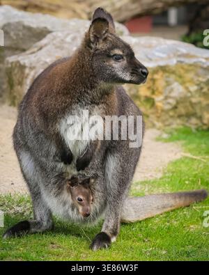 Münster, Allemagne. 12 avril 2026. joey (Notamacropus rufogriseus), un petit wallaby de Bennett, jette un coup d'œil curieusement sur la poche de sa mère pour explorer ses environs à Allwetterzoo Münster aujourd'hui. Les wallabies de Bennett (également appelés wallaby à cou rouge) portent leurs bébés pendant 280 jours ou plus. Crédit : Imageplotter/Alamy Live News Banque D'Images