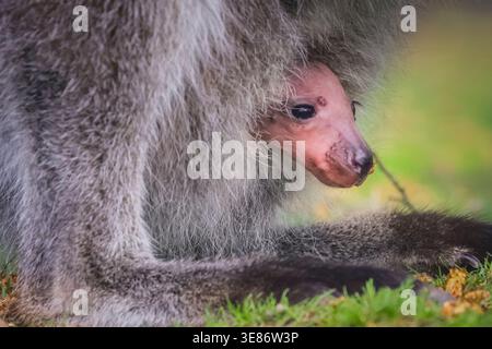 Münster, Allemagne. 12 avril 2026. joey (Notamacropus rufogriseus), un petit wallaby de Bennett, jette un coup d'œil curieusement sur la poche de sa mère pour explorer ses environs à Allwetterzoo Münster aujourd'hui. Les wallabies de Bennett (également appelés wallaby à cou rouge) portent leurs bébés pendant 280 jours ou plus. Crédit : Imageplotter/Alamy Live News Banque D'Images