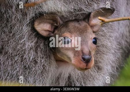 Münster, Allemagne. 12 avril 2026. joey (Notamacropus rufogriseus), un petit wallaby de Bennett, jette un coup d'œil curieusement sur la poche de sa mère pour explorer ses environs à Allwetterzoo Münster aujourd'hui. Les wallabies de Bennett (également appelés wallaby à cou rouge) portent leurs bébés pendant 280 jours ou plus. Crédit : Imageplotter/Alamy Live News Banque D'Images