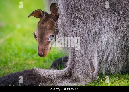 Münster, Allemagne. 12 avril 2026. joey (Notamacropus rufogriseus), un petit wallaby de Bennett, jette un coup d'œil curieusement sur la poche de sa mère pour explorer ses environs à Allwetterzoo Münster aujourd'hui. Les wallabies de Bennett (également appelés wallaby à cou rouge) portent leurs bébés pendant 280 jours ou plus. Crédit : Imageplotter/Alamy Live News Banque D'Images