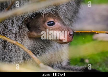 Münster, Allemagne. 12 avril 2026. joey (Notamacropus rufogriseus), un petit wallaby de Bennett, jette un coup d'œil curieusement sur la poche de sa mère pour explorer ses environs à Allwetterzoo Münster aujourd'hui. Les wallabies de Bennett (également appelés wallaby à cou rouge) portent leurs bébés pendant 280 jours ou plus. Crédit : Imageplotter/Alamy Live News Banque D'Images