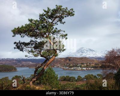 Pin écossais balayé par le vent au-dessus du village de Shieldaig sur la rive du Loch Shieldaig avec des montagnes enneigées derrière en hiver, Wester Ross, Highla écossaise Banque D'Images