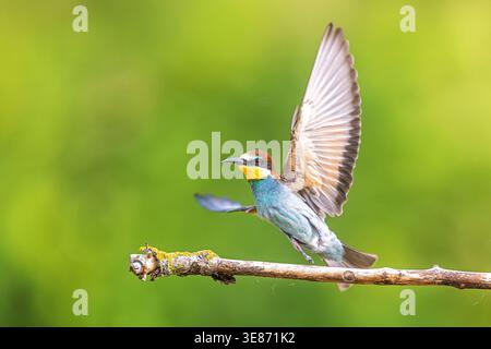 Le mangeur d'abeilles européen et le Merops apiaster se lèvent d'une branche avec des ailes ouvertes sur fond vert vif. Banque D'Images