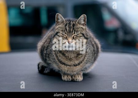 Chat décontracté mignon est assis sur le toit de la voiture. Image horizontale avec mise au point sélective. Banque D'Images