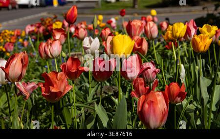 Un lit de fleurs coloré rempli de tulipes rouges et jaunes éclatantes qui fleurissent pendant une journée ensoleillée de printemps Banque D'Images