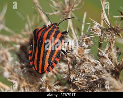 Gros plan isolé d'un insecte rayé italien (graphosoma italicum) sur un ombel de graine séché d'un daucus carota. Bonn, Allemagne Banque D'Images