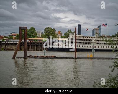 Sacramento, Californie, États-Unis - 12 avril 2026 : un groupe d'otaries se prélasse sur un quai flottant dans la rivière Sacramento avec l'historique fleuve Delta King Banque D'Images