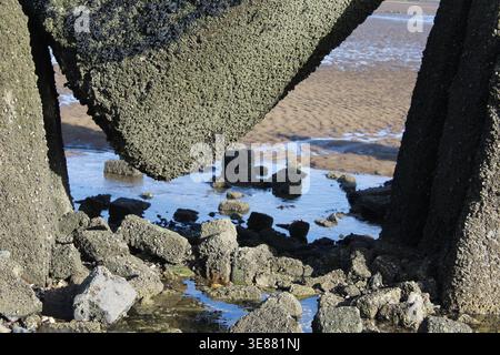 Vue rapprochée d'un pylône anti-sous-marin en béton recouvert de balanes et d'algues à Cramond Beach à marée basse, Édimbourg, Écosse. Banque D'Images