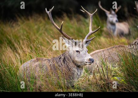 Portrait rapproché d'un cerf rouge sauvage reposant près de l'hôtel Kingshouse à Glencoe, Highlands écossais, Écosse. Banque D'Images