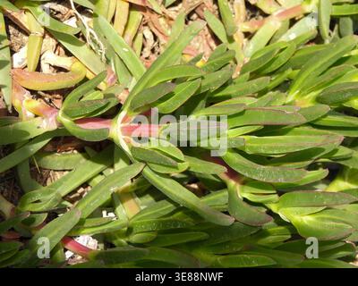 Carpobrotus edulis, communément appelé plante de glace, poussant de manière compacte avec des feuilles vertes épaisses et charnues et des tiges rougeâtres visibles, prospérant comme un résistant Banque D'Images