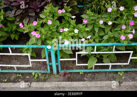 Merveille du Pérou (mirabilis jalapa) fleurs au jardin. Nyctaginaceae vivace originaire d'Amérique tropicale. Il fleurit vers 16 heures, donc il s'appelle t Banque D'Images