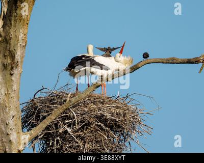 Couple de cigognes blanches (Ciconia ciconia) debout sur un grand nid dans un arbre, montrant un comportement de reproduction dans un habitat rural naturel. Banque D'Images