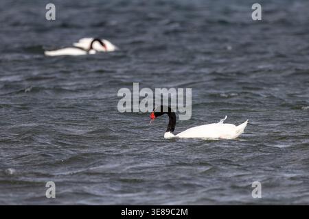 Cygnes à cou noir dans le lac Pehoe Banque D'Images