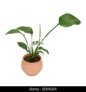 Strelitzia nicolai plante d'intérieur en pot en céramique. Feuillage ornemental vert pour la décoration intérieure et la décoration intérieure. Plante d'intérieur en pot isolée sur fond blanc Banque D'Images