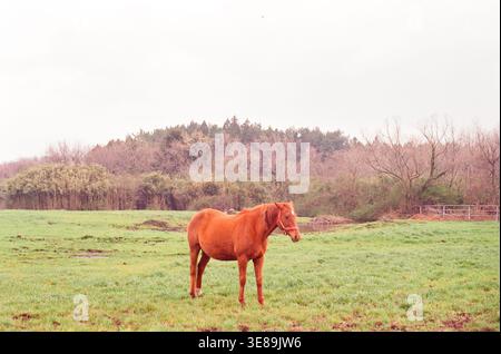 Cheval brun unique debout dans un champ vert Banque D'Images