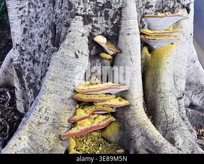 Champignon de la plate-forme soufrée (Laetiporus sulphureus) formant des fructifications en forme d'équerre sur un tronc d'arbre. Cette espèce est une cause de polypore en décomposition du bois Banque D'Images