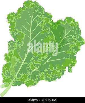Illustration vectorielle de feuilles de chou frisé biologiques saines avec volants texturés et couleur verte vibrante pour le bien-être. Illustration de Vecteur
