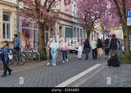 Bonn, Allemagne, 09.04.2026 - rue animée avec des gens marchant sous les cerisiers en fleurs à Bonn, Allemagne au printemps Banque D'Images