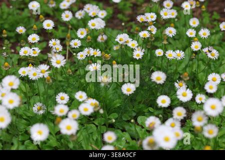 Amas luxuriant de marguerites blanches communes (Bellis perennis) fleurissant dans un champ de printemps vert Banque D'Images
