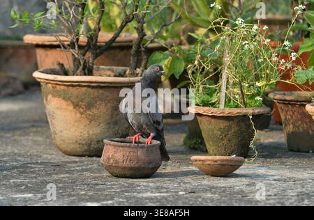 Siliguri, Bengale occidental, Inde. 13 avril 2026. Un pigeon boit de l'eau dans un pot en terre à Siliguri. (Crédit image : © Diptendu Dutta/ZUMA Press Wire) USAGE ÉDITORIAL SEULEMENT ! Non destiné à UN USAGE commercial ! Banque D'Images