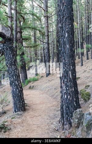 Un sentier forestier pittoresque couvert d'aiguilles de pin mène à travers une forêt dense de pins, certains montrant des signes de dommages causés par le feu sur leur écorce Banque D'Images
