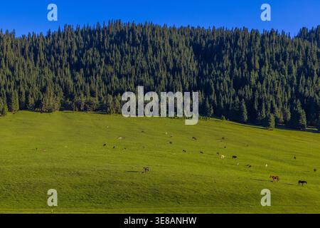Chevaux et vaches paissent paisiblement dans une prairie de montagne luxuriante entourée de forêt. La lumière du jour rehausse le paysage naturel idyllique. Banque D'Images
