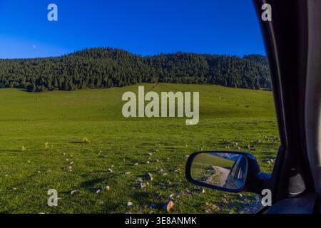 Plusieurs chevaux en plein air nourris à l'herbe paissent paisiblement dans une prairie de montagne herbeuse. Les contreforts et la forêt créent une toile de fond sereine sous un ciel bleu clair Banque D'Images