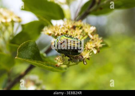 Coléoptère européen à chafer rose sur les fleurs, photo macro à la lumière naturelle. Banque D'Images