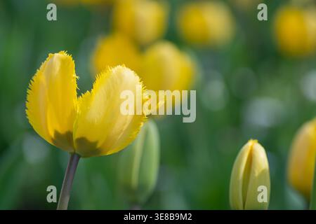 Fleur de tulipe jaune, tulipe frangée, cultivar 'Crystal Star', printemps, Angleterre. Banque D'Images