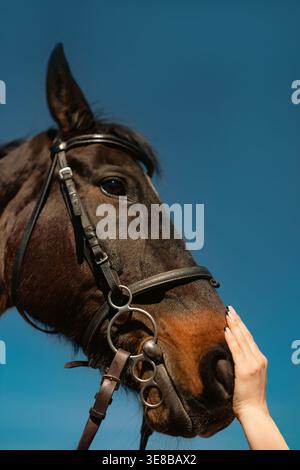 Main de femme touchant la tête de cheval avec bride sur fond de ciel bleu, photo verticale de l'espace de copie Banque D'Images
