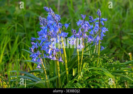 Gros plan de bluebells communs / bluebell anglais (Endymion nonscriptus) en fleur sur le sol de la forêt au printemps Banque D'Images