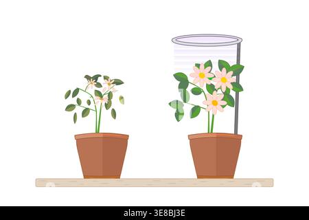 Comparaison de la croissance des plantes d'intérieur avec la lumière de culture et la lumière naturelle.jardinage intérieur et soin des plantes.plantes de jardinage de maison sous la lumière violette de la lampe phyto Illustration de Vecteur