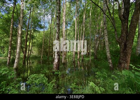 La lumière du soleil filtrant à travers les bouleaux argentés dans une forêt printanière calme avec l'eau réfléchissante des marais, créant une scène forestière naturelle paisible. Banque D'Images